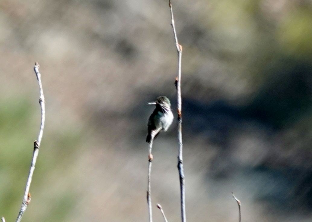 Calliope Hummingbird - ML620119608