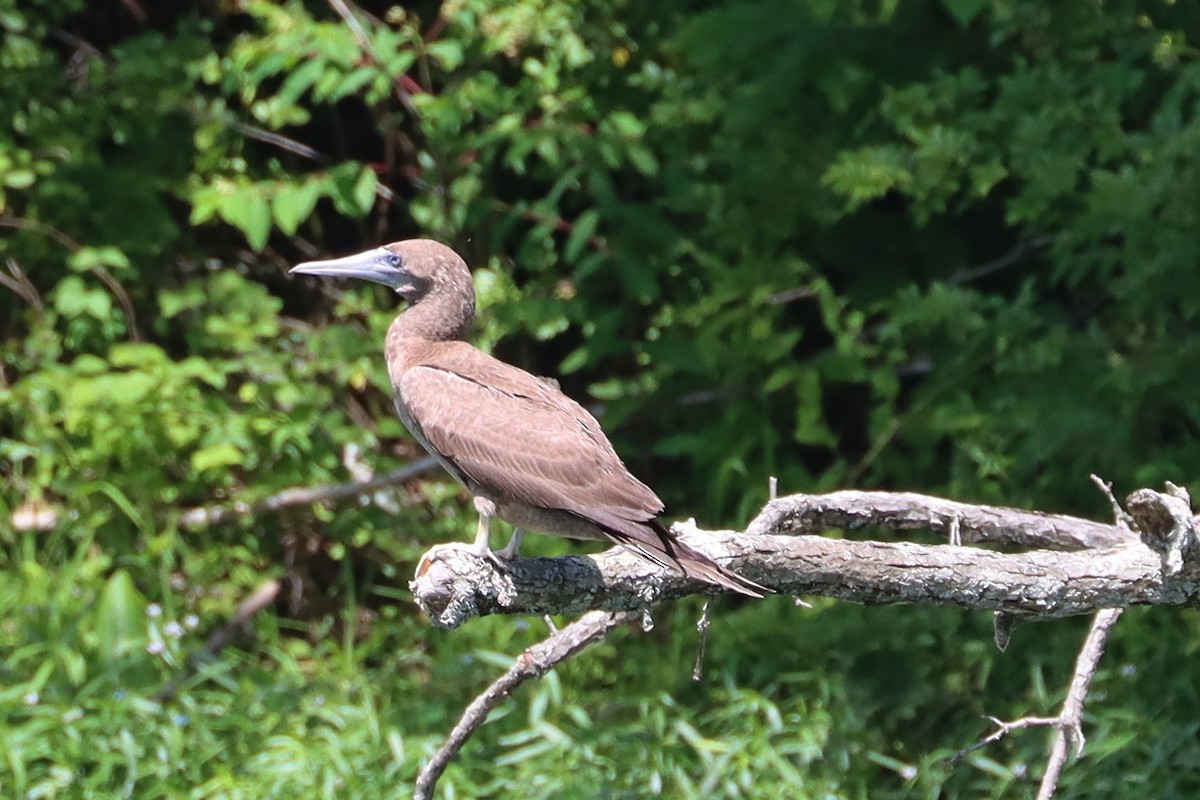 Brown Booby - ML620119616