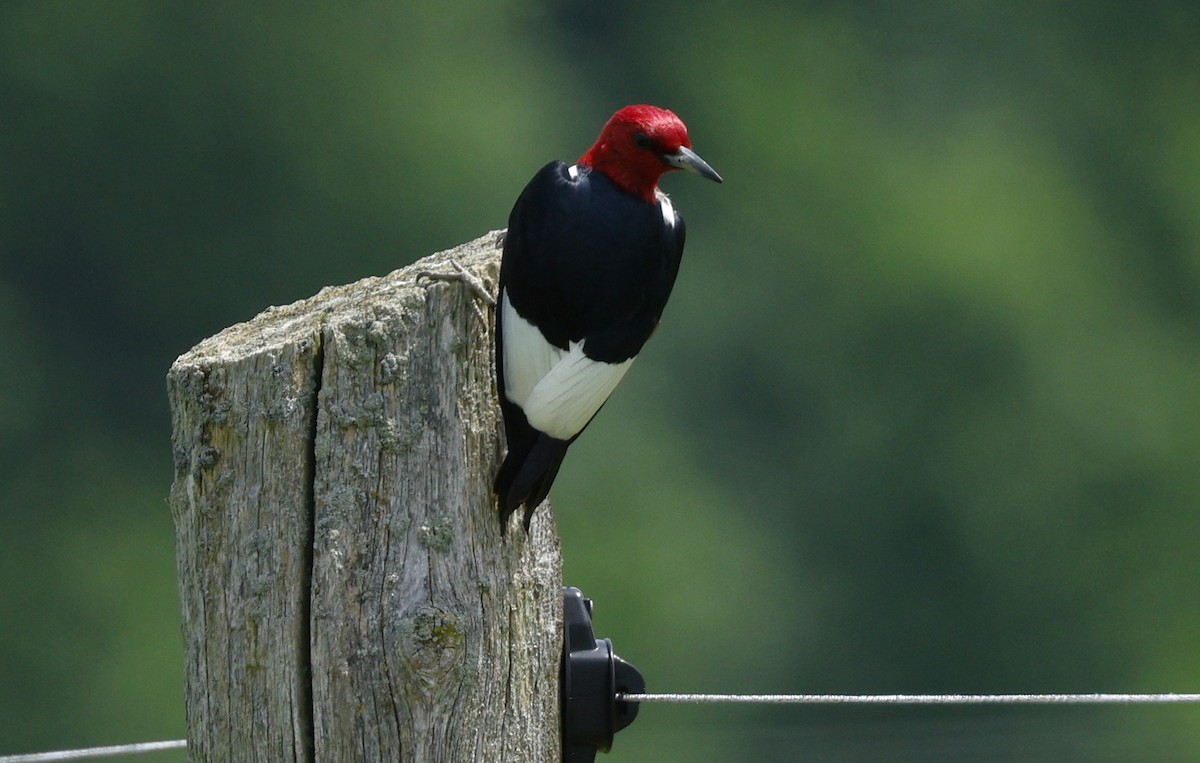 Pic à tête rouge - ML620119618