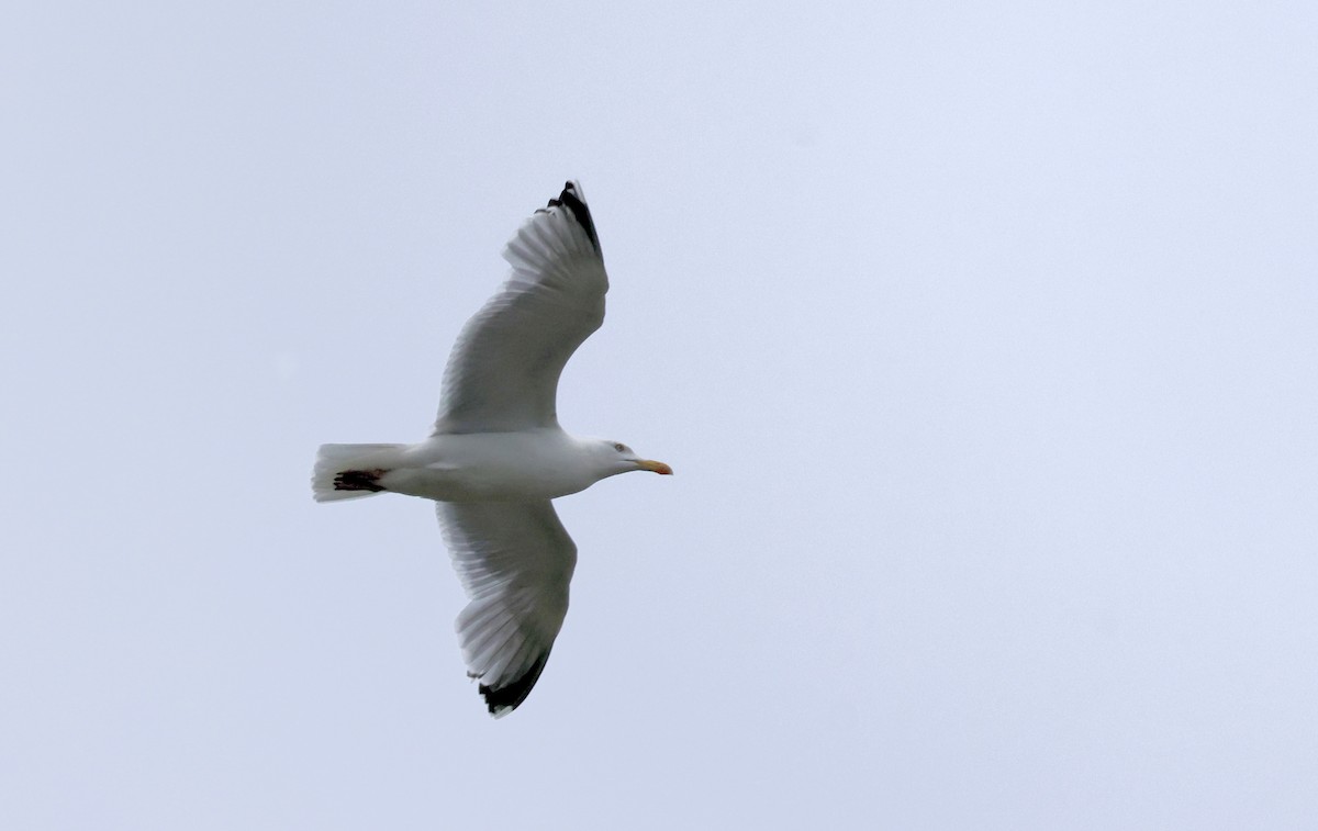 Herring Gull (European) - ML620119627