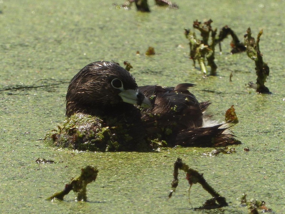 Pied-billed Grebe - ML620119633