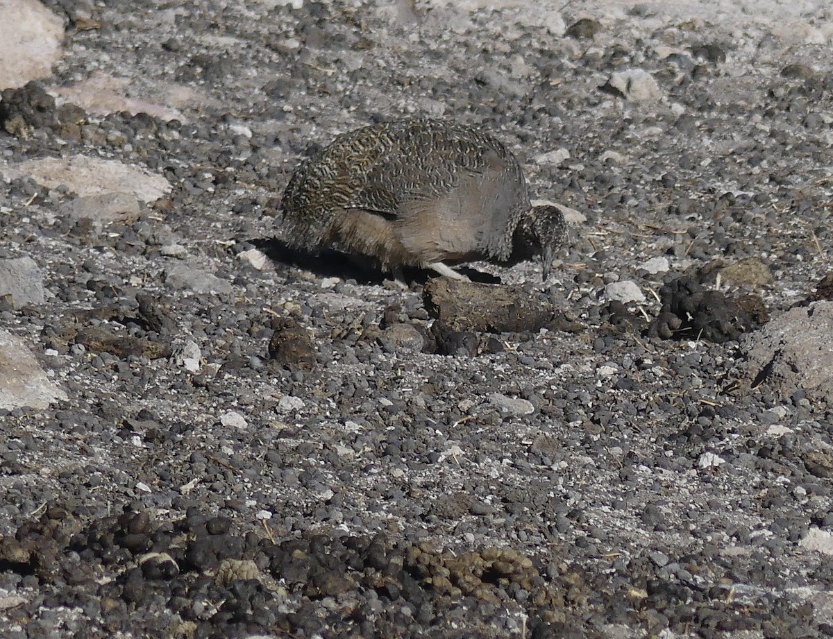 Tinamou orné - ML620119641