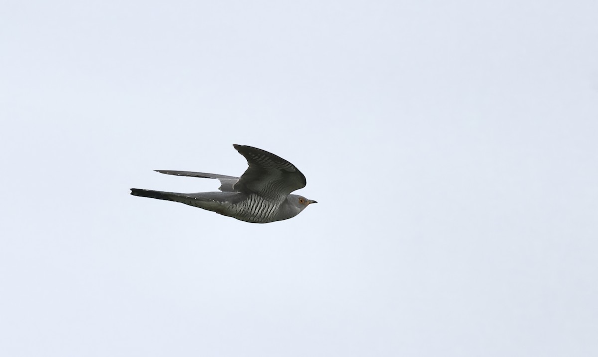 Common Cuckoo - ML620119673