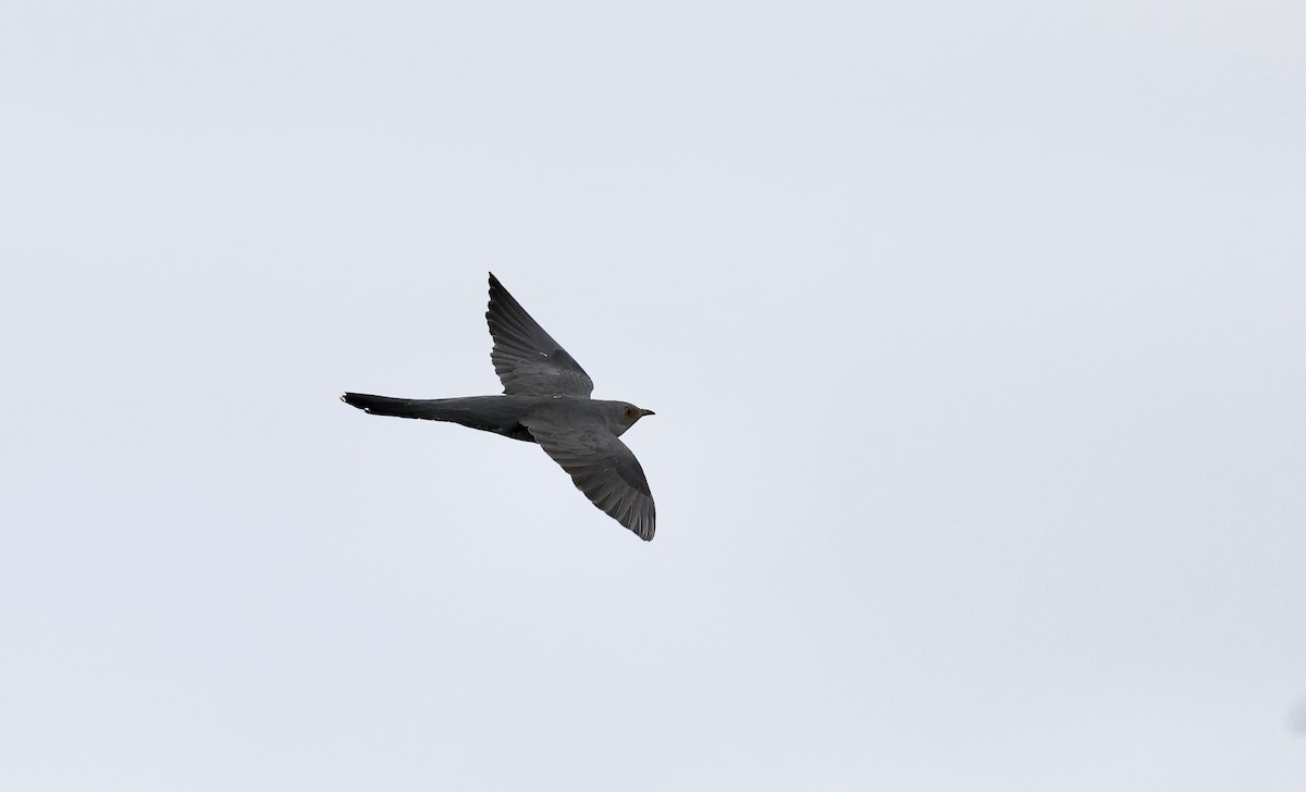 Common Cuckoo - ML620119676
