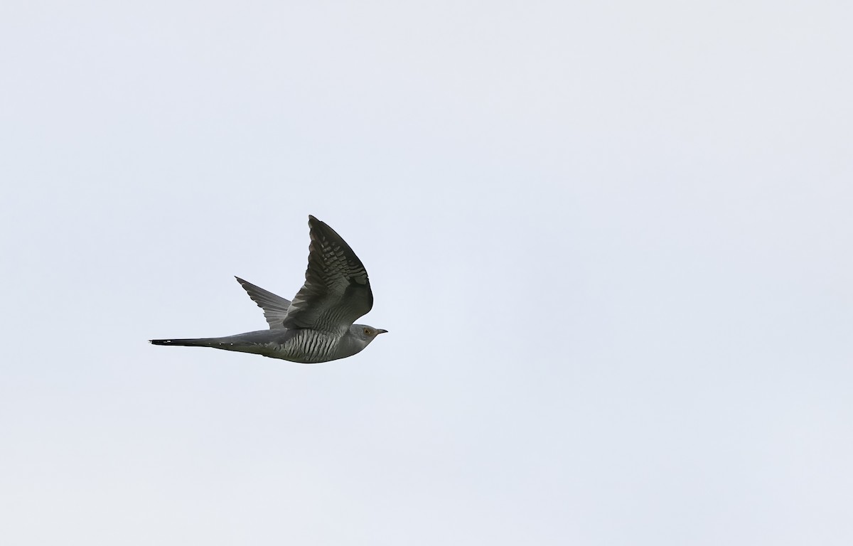 Common Cuckoo - ML620119677