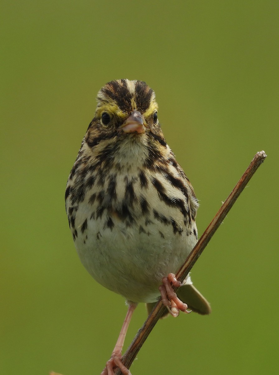 Savannah Sparrow - ML620119679