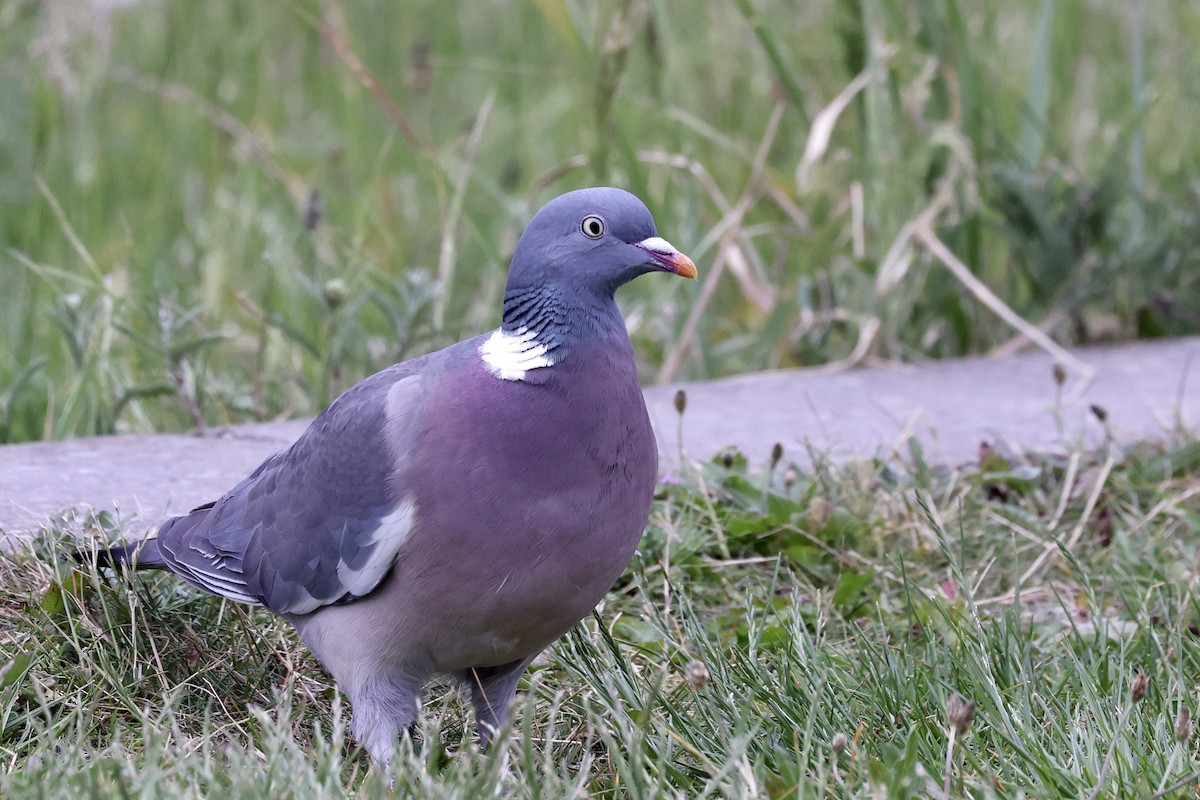 Common Wood-Pigeon - ML620119683