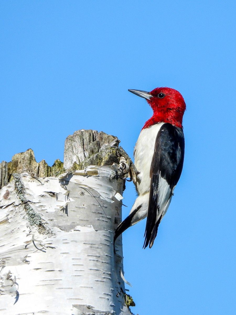 Red-headed Woodpecker - ML620119685
