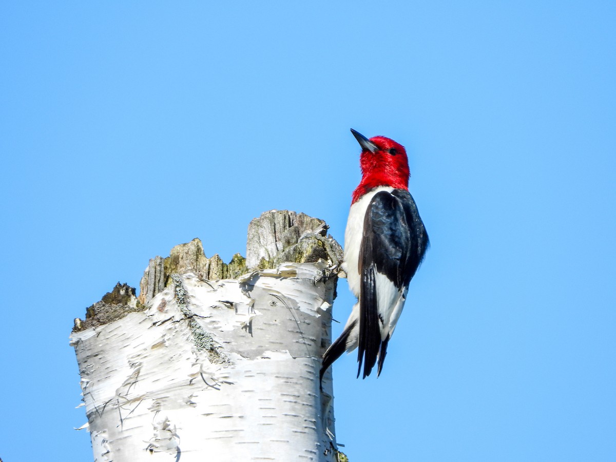 Red-headed Woodpecker - ML620119686