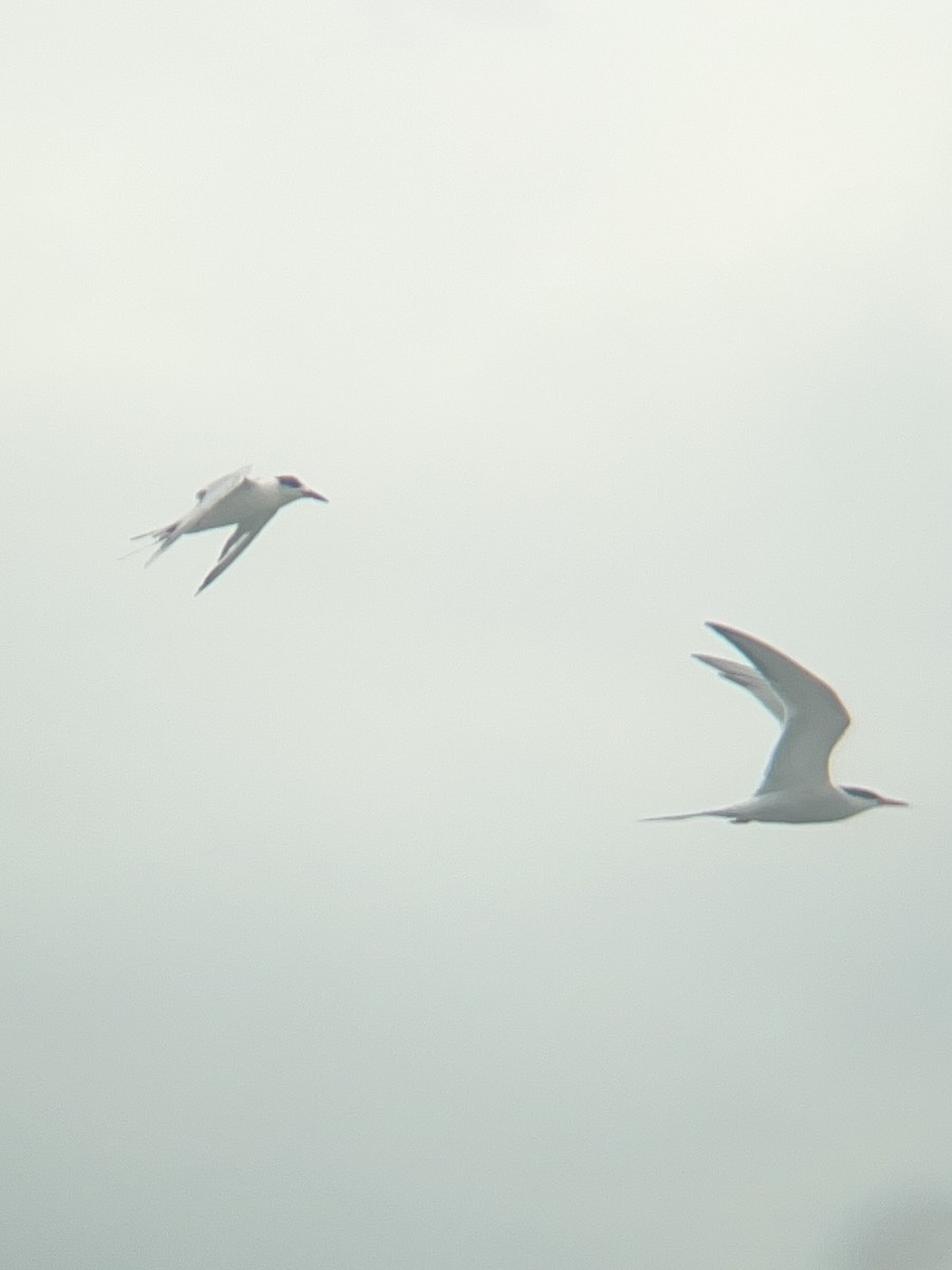 Common Tern - ML620119688