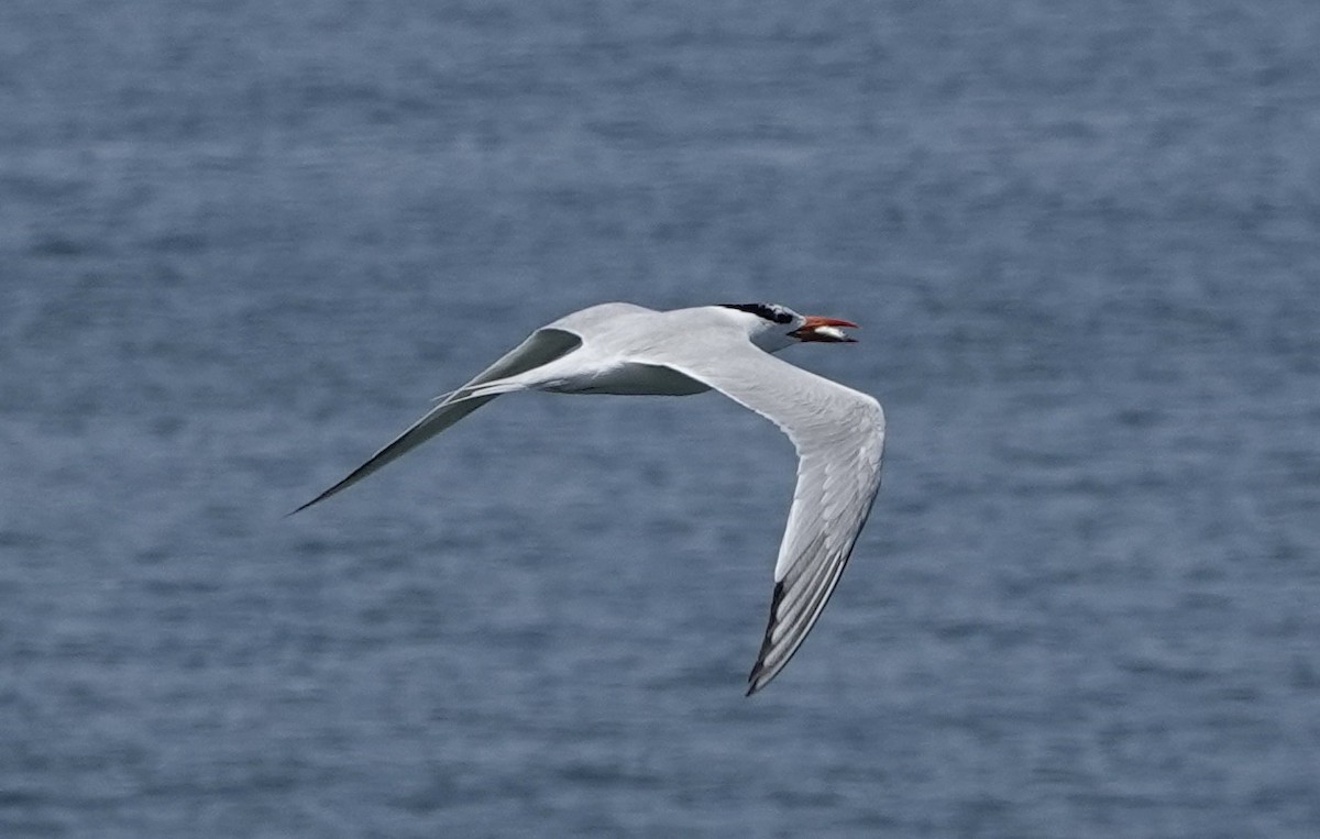 Royal Tern - ML620119695