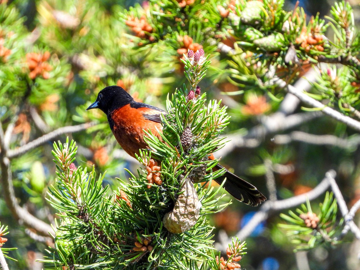 Orchard Oriole - ML620119699