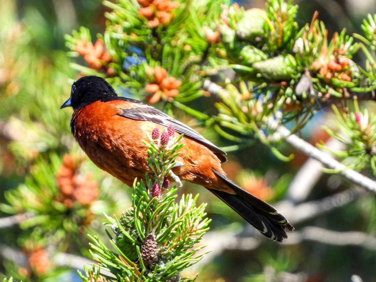 Orchard Oriole - ML620119702