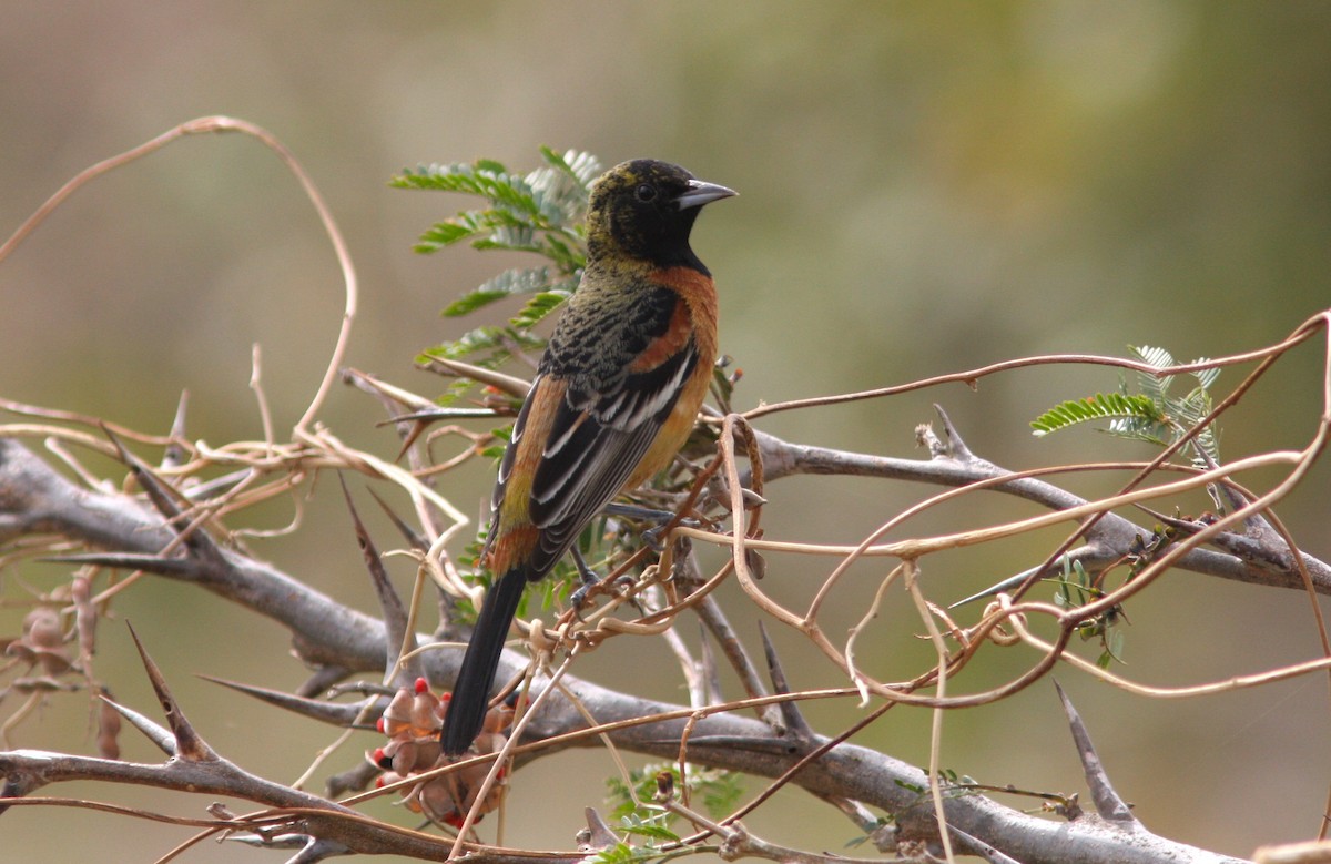 Orchard Oriole - ML620119713