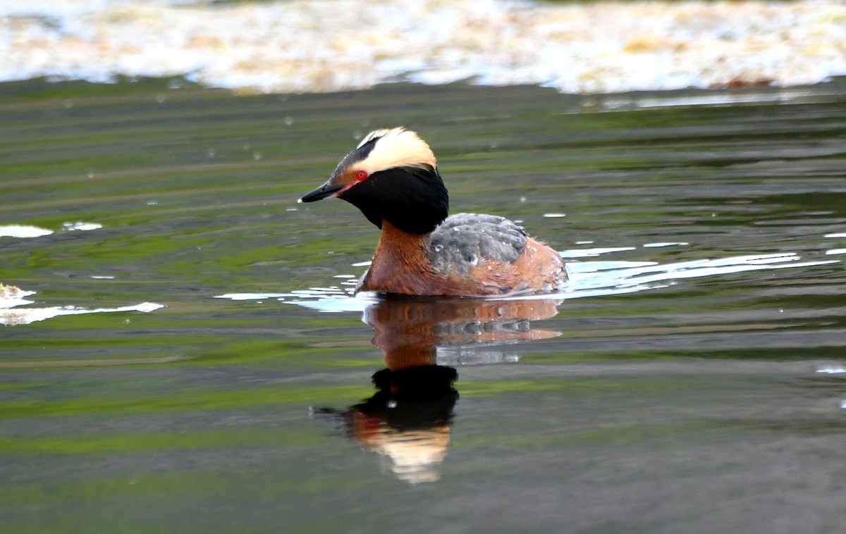 Horned Grebe - ML620119720