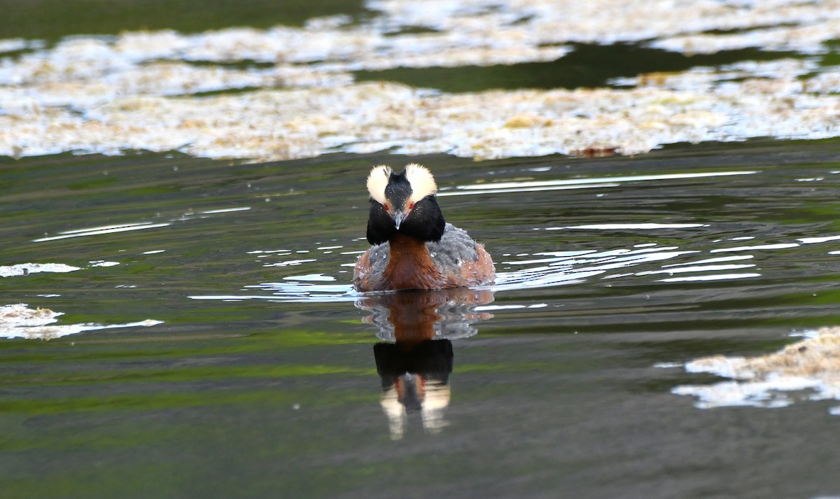 Horned Grebe - ML620119721