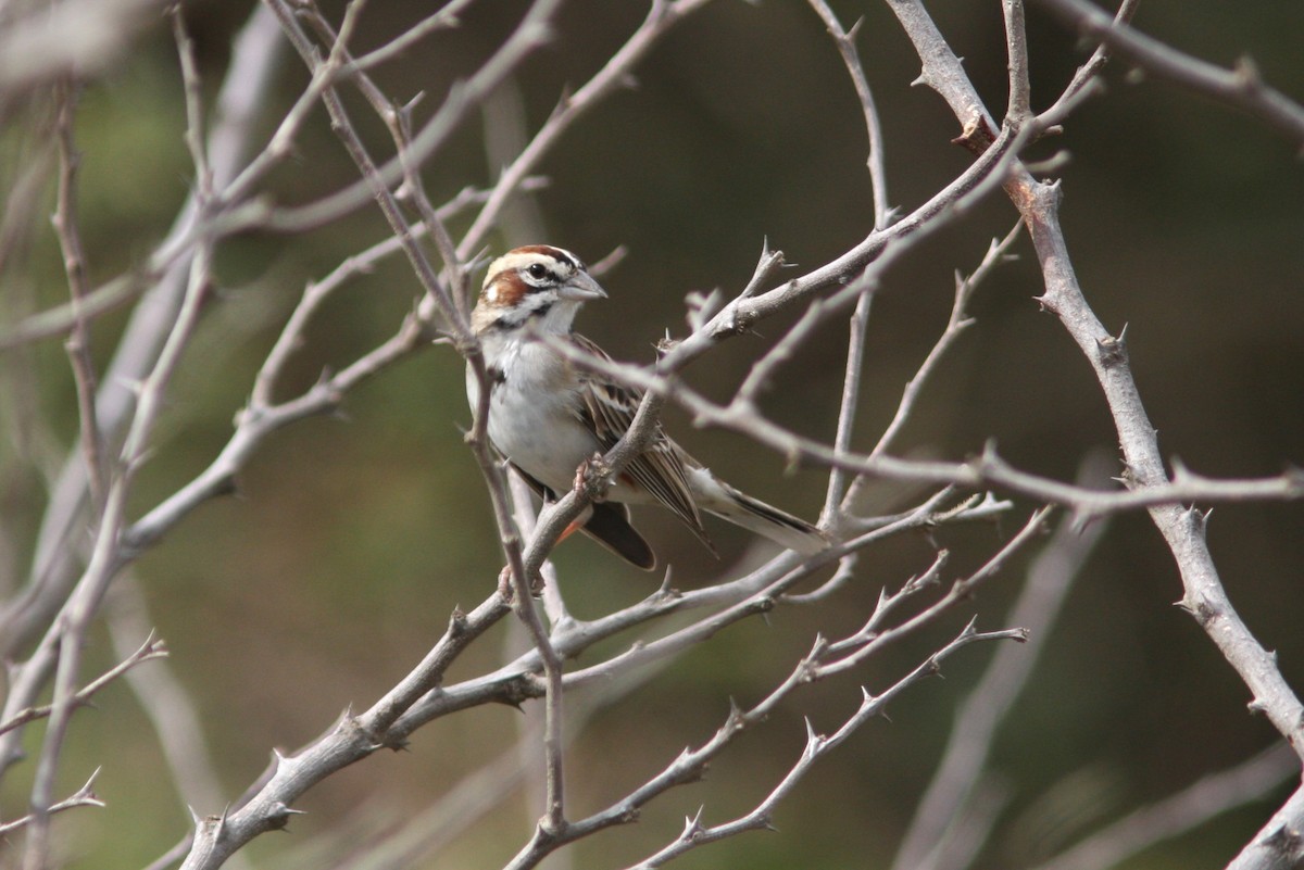 Lark Sparrow - ML620119724