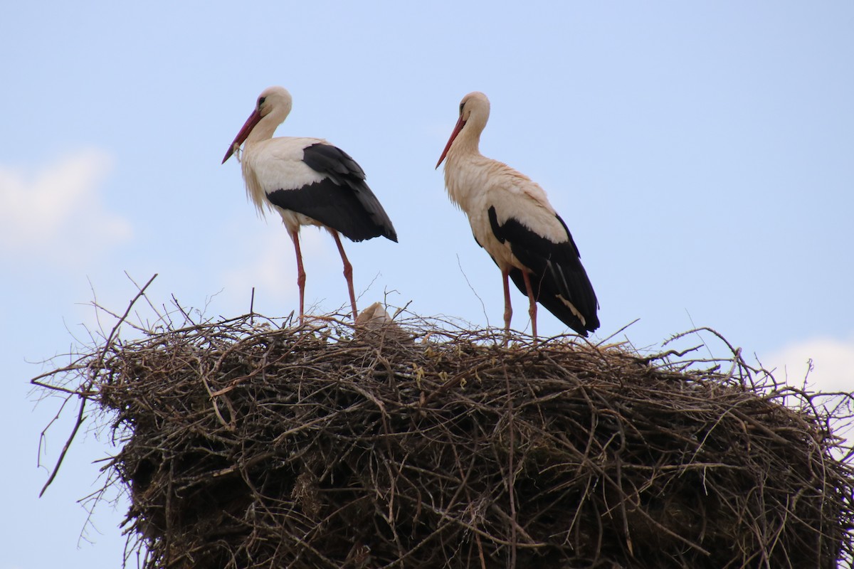 White Stork - ML620119731