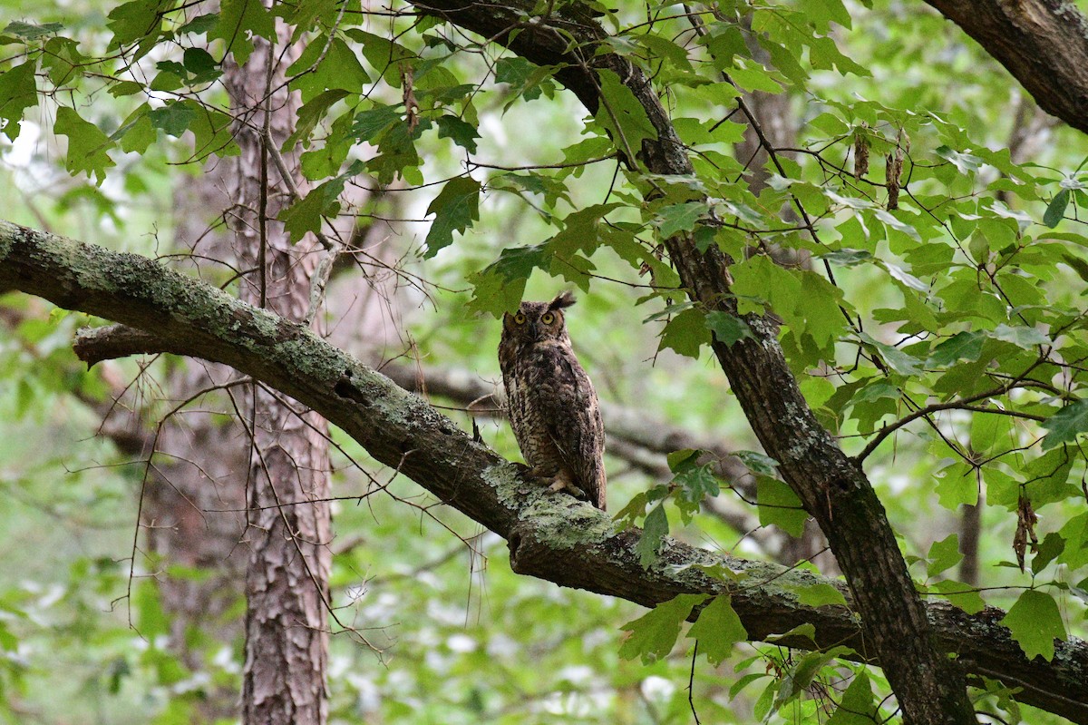 Great Horned Owl - ML620119732