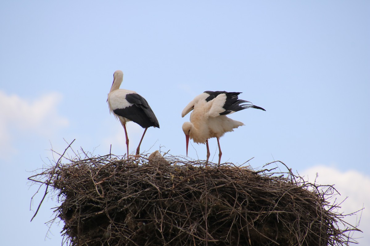White Stork - ML620119737
