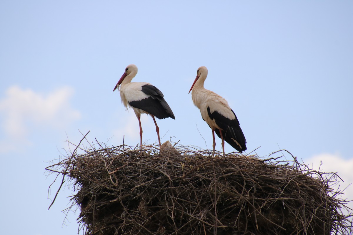 White Stork - ML620119738