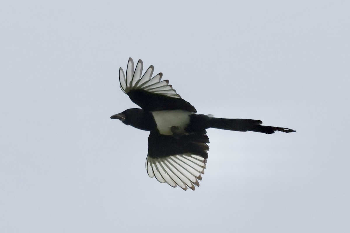 Eurasian Magpie (Eurasian) - ML620119741