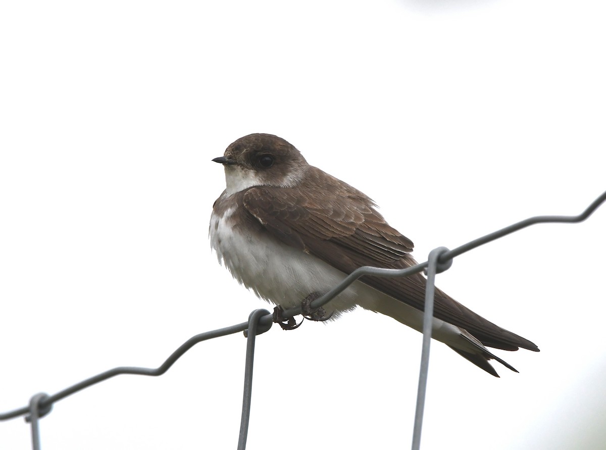 Bank Swallow - ML620119758