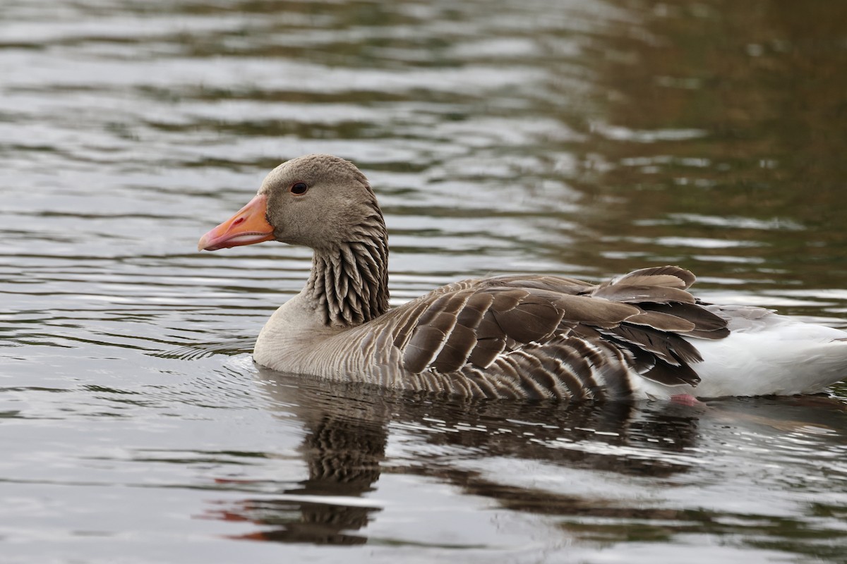 Graylag Goose (European) - ML620119772
