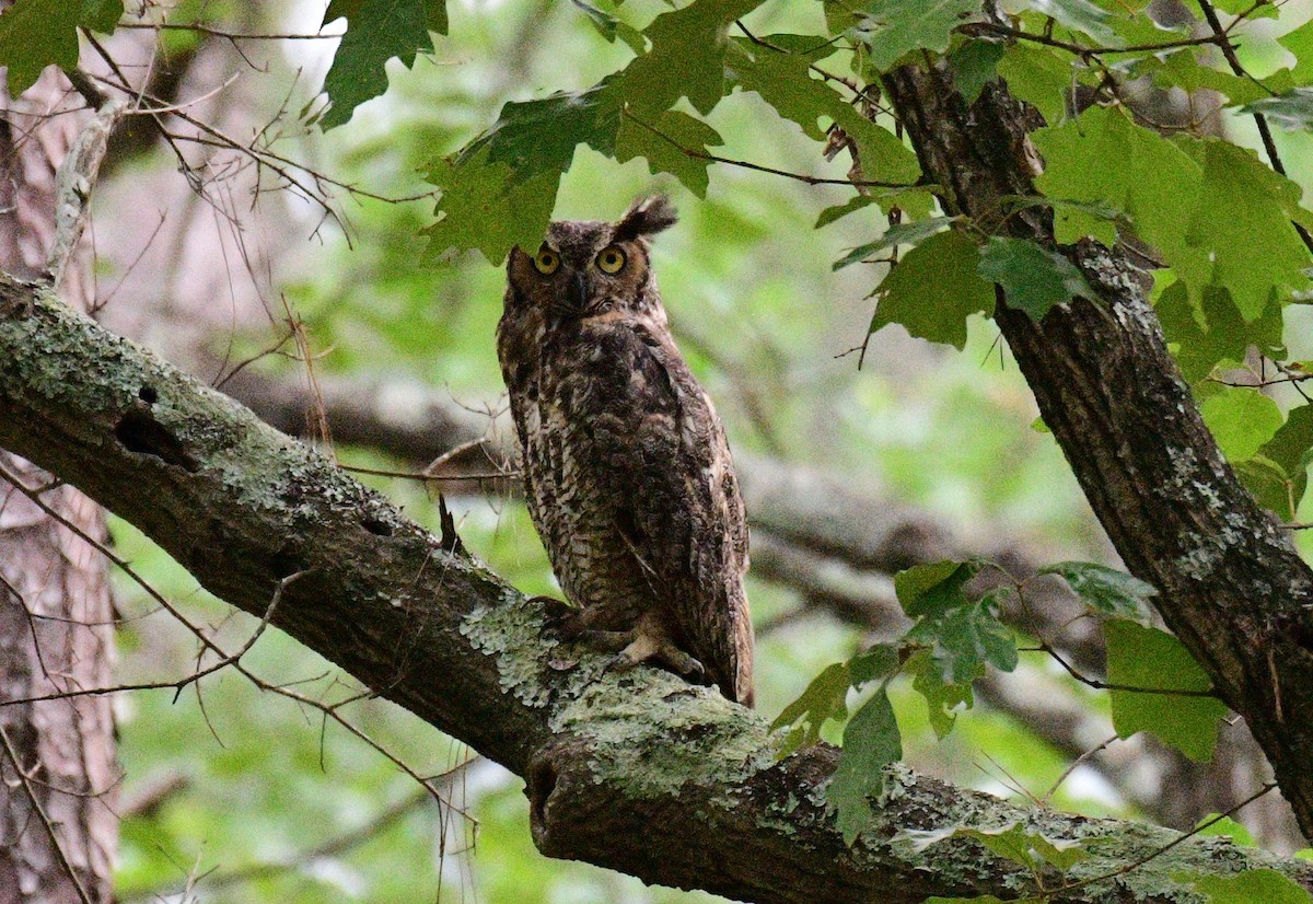 Great Horned Owl - ML620119773