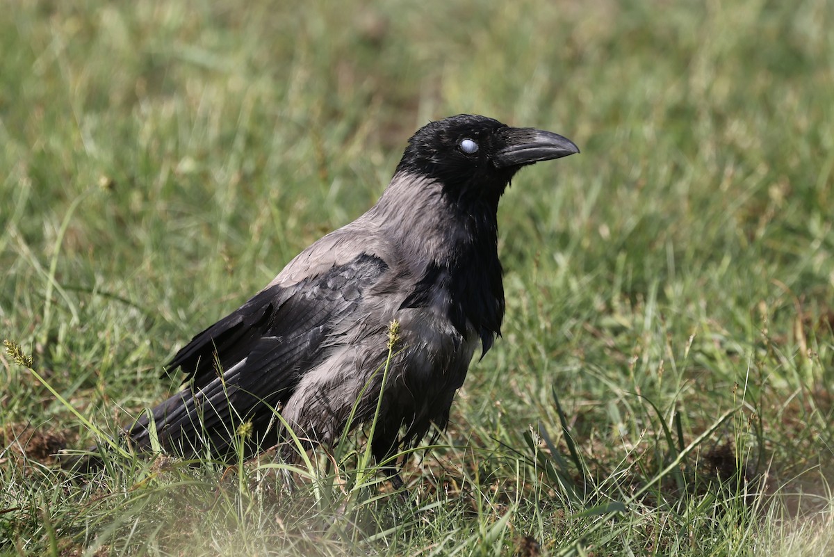 Hooded Crow - ML620119781