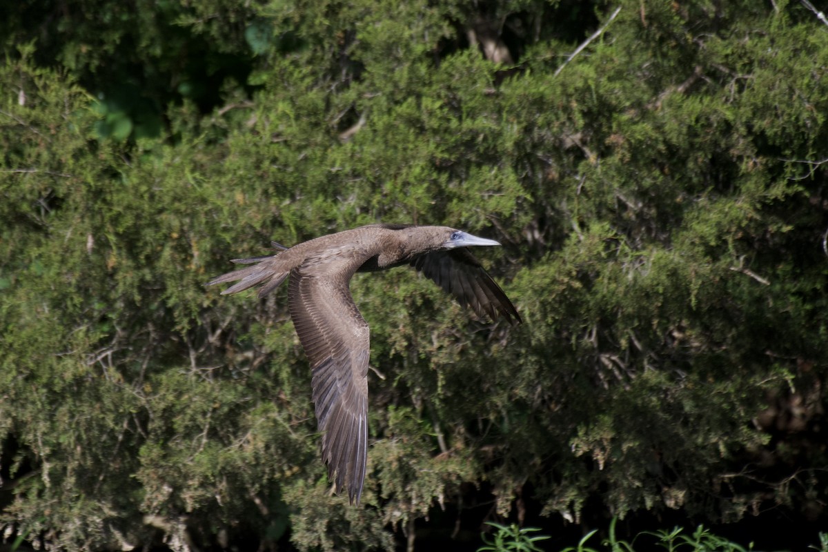 Brown Booby - ML620119784
