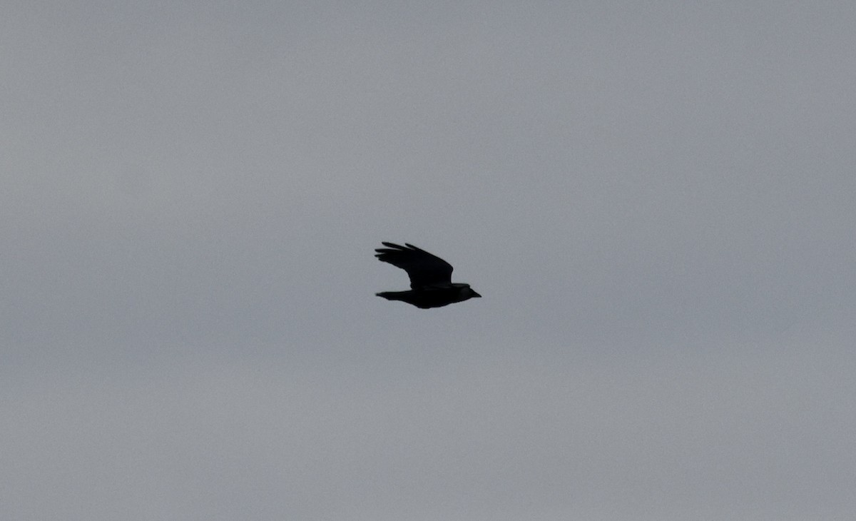 Чёрная ворона - ML620119787