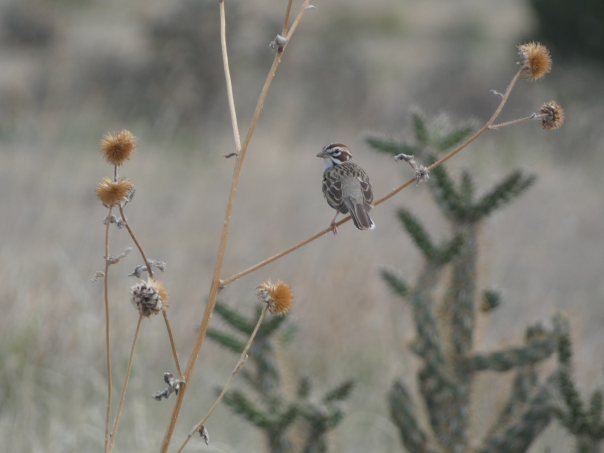 Lark Sparrow - ML620119794