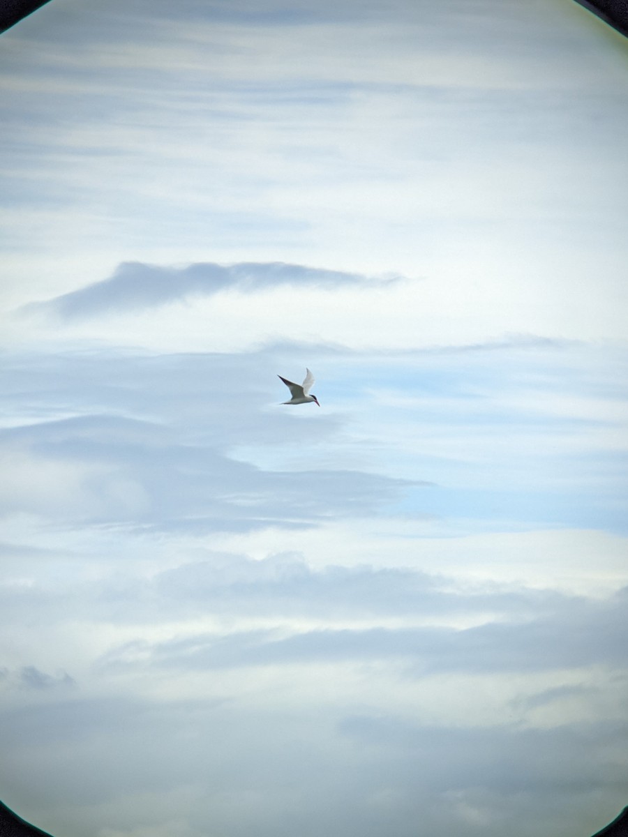 裏海燕鷗 - ML620119801