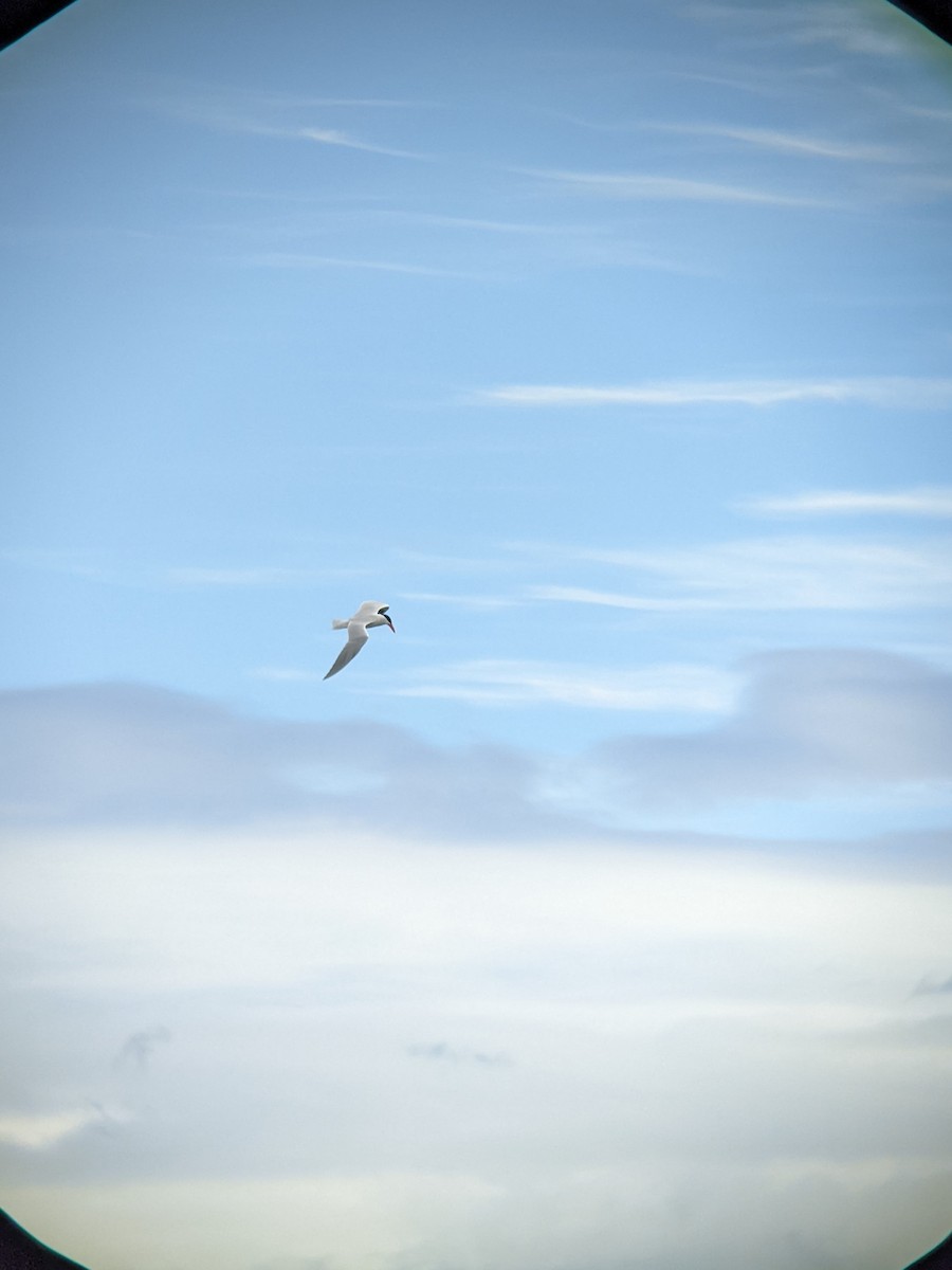裏海燕鷗 - ML620119802