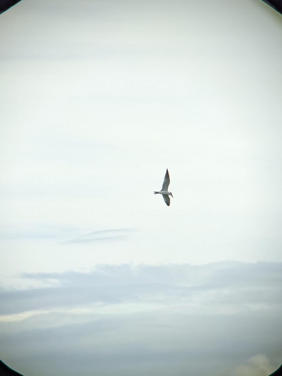 裏海燕鷗 - ML620119803