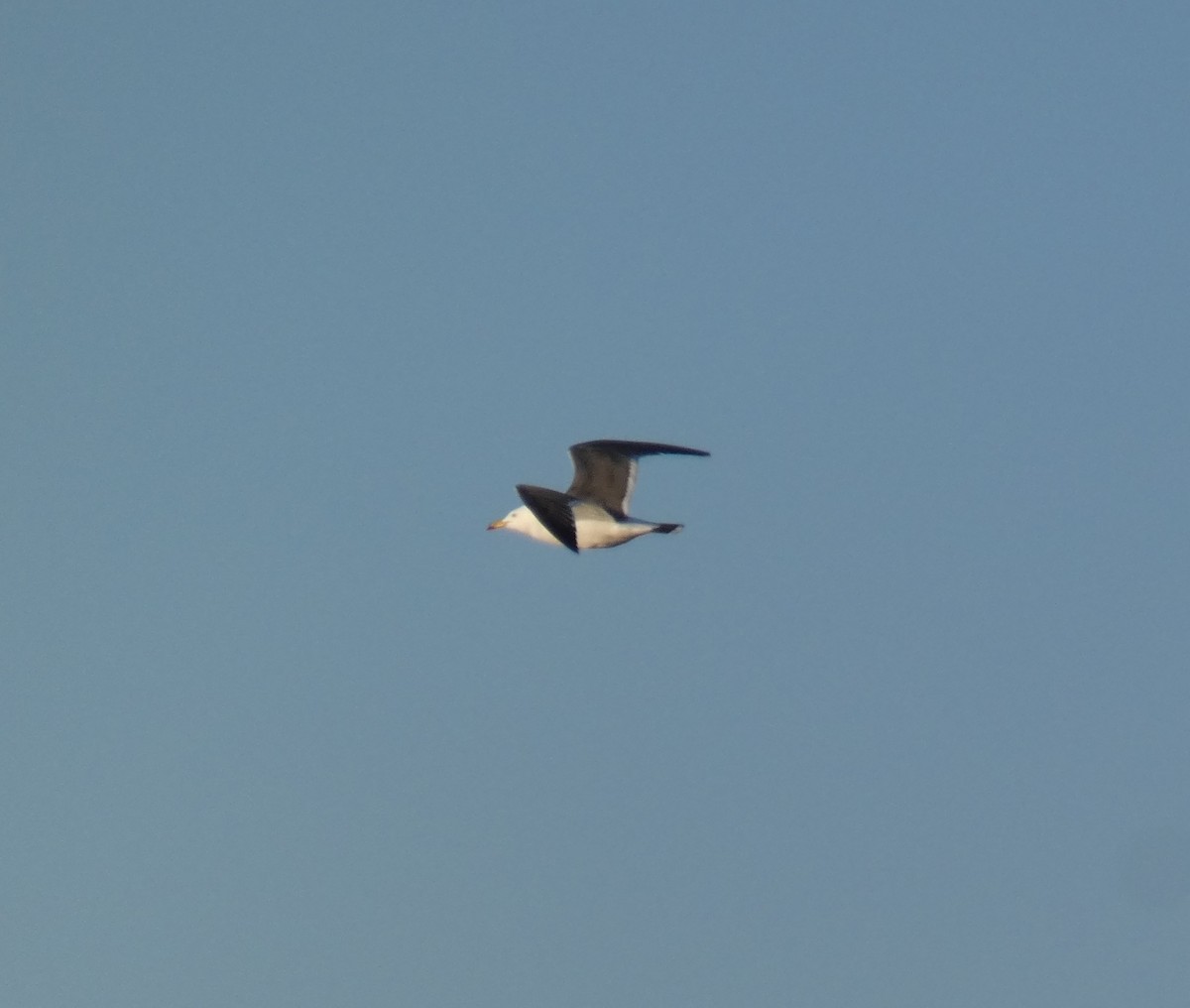 Чернохвостая чайка - ML620119815