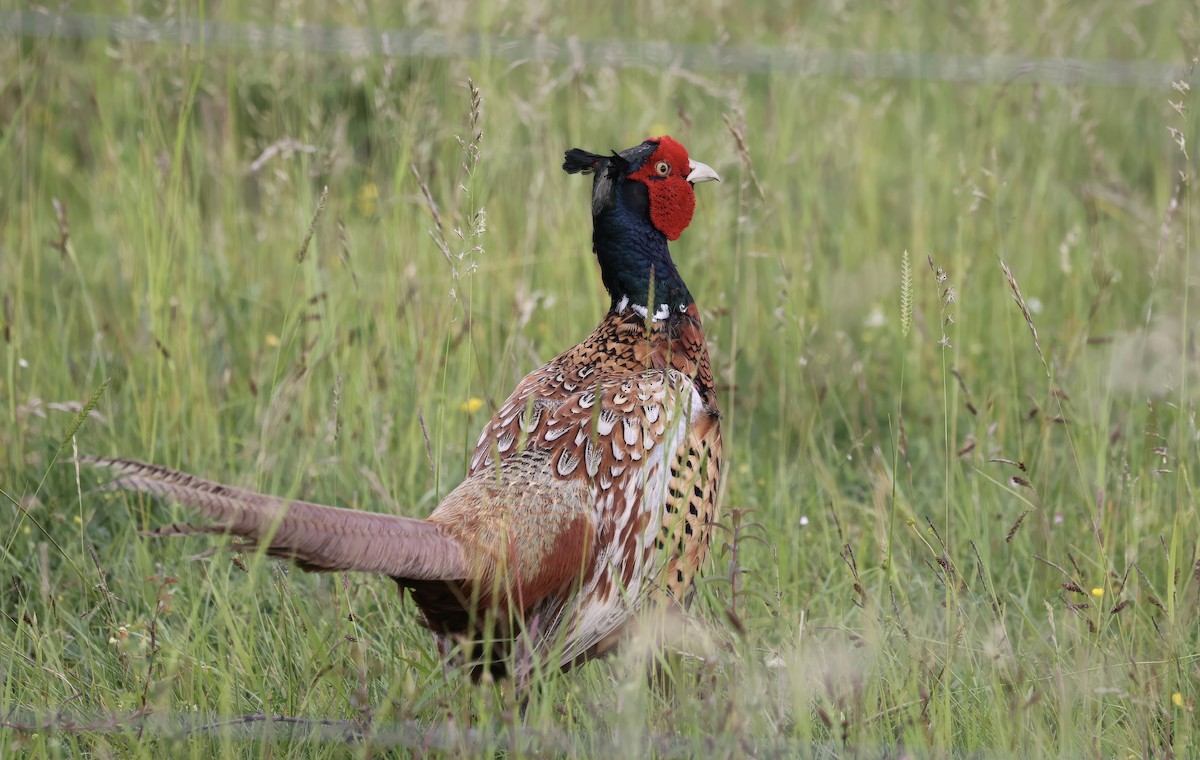 Ring-necked Pheasant - ML620119831
