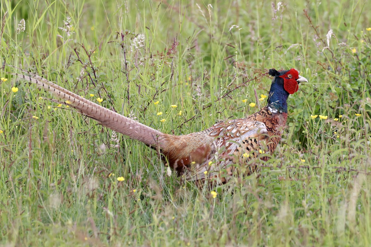 Ring-necked Pheasant - ML620119836