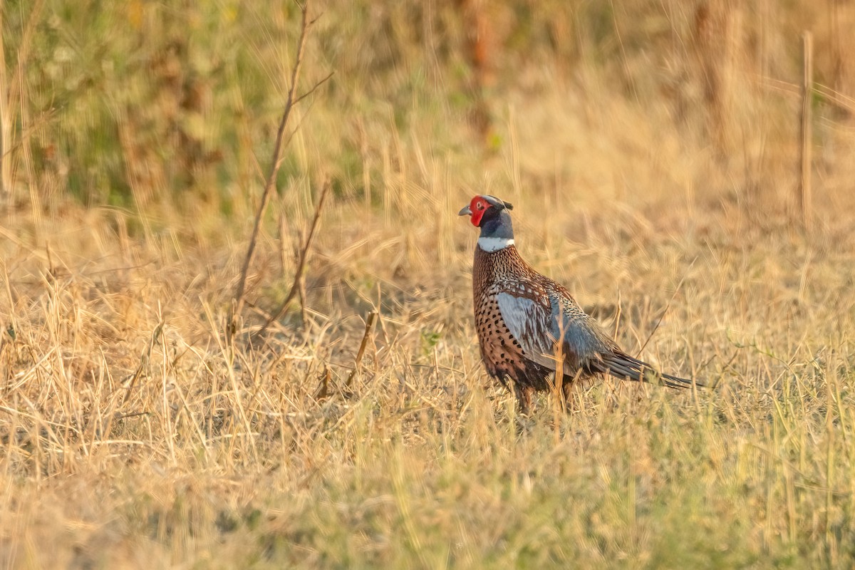 Ring-necked Pheasant - ML620119838