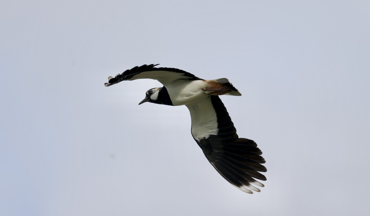 Northern Lapwing - ML620119859