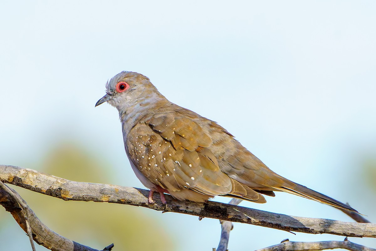 Diamond Dove - James Churches