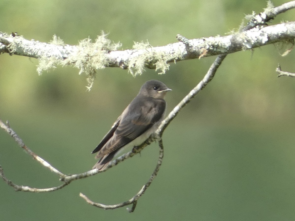 Northern Rough-winged Swallow - ML620119884
