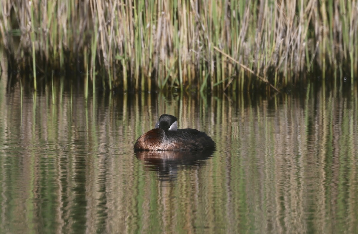 Great Crested Grebe - ML620119894