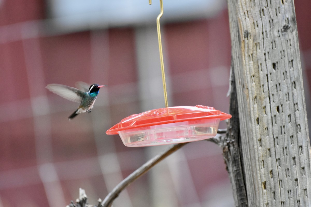 kolibřík bělouchý - ML620119903