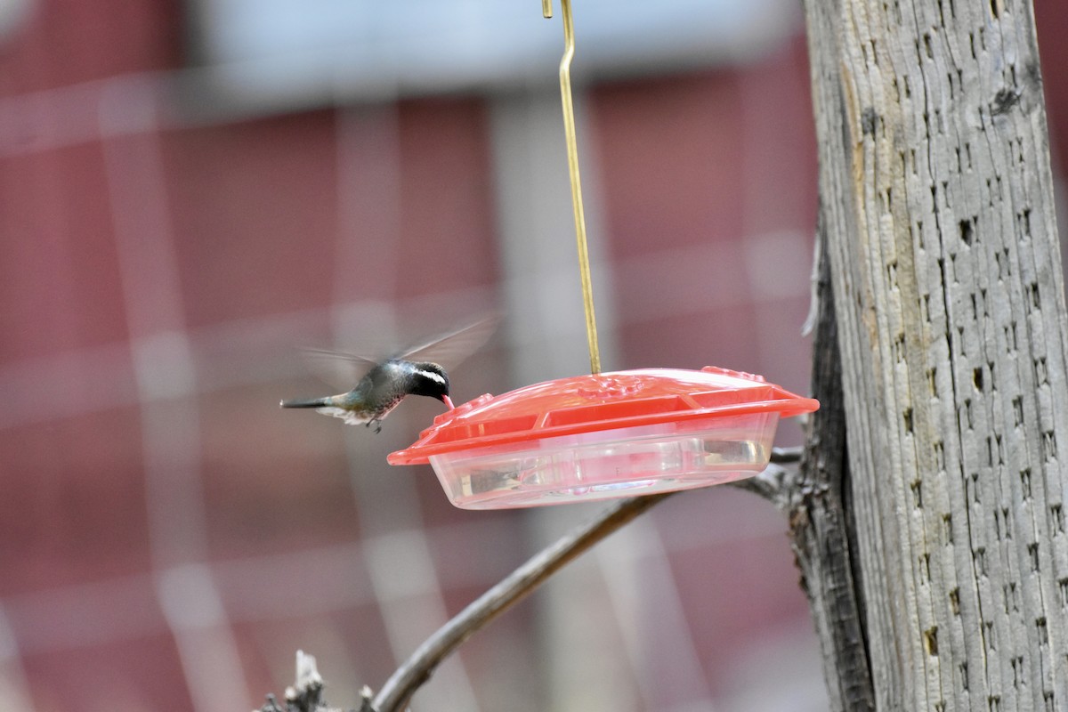 White-eared Hummingbird - ML620119905