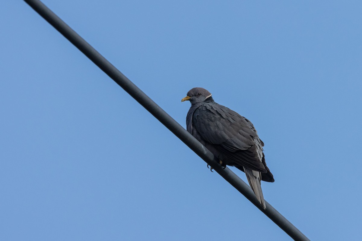 Band-tailed Pigeon - ML620119909