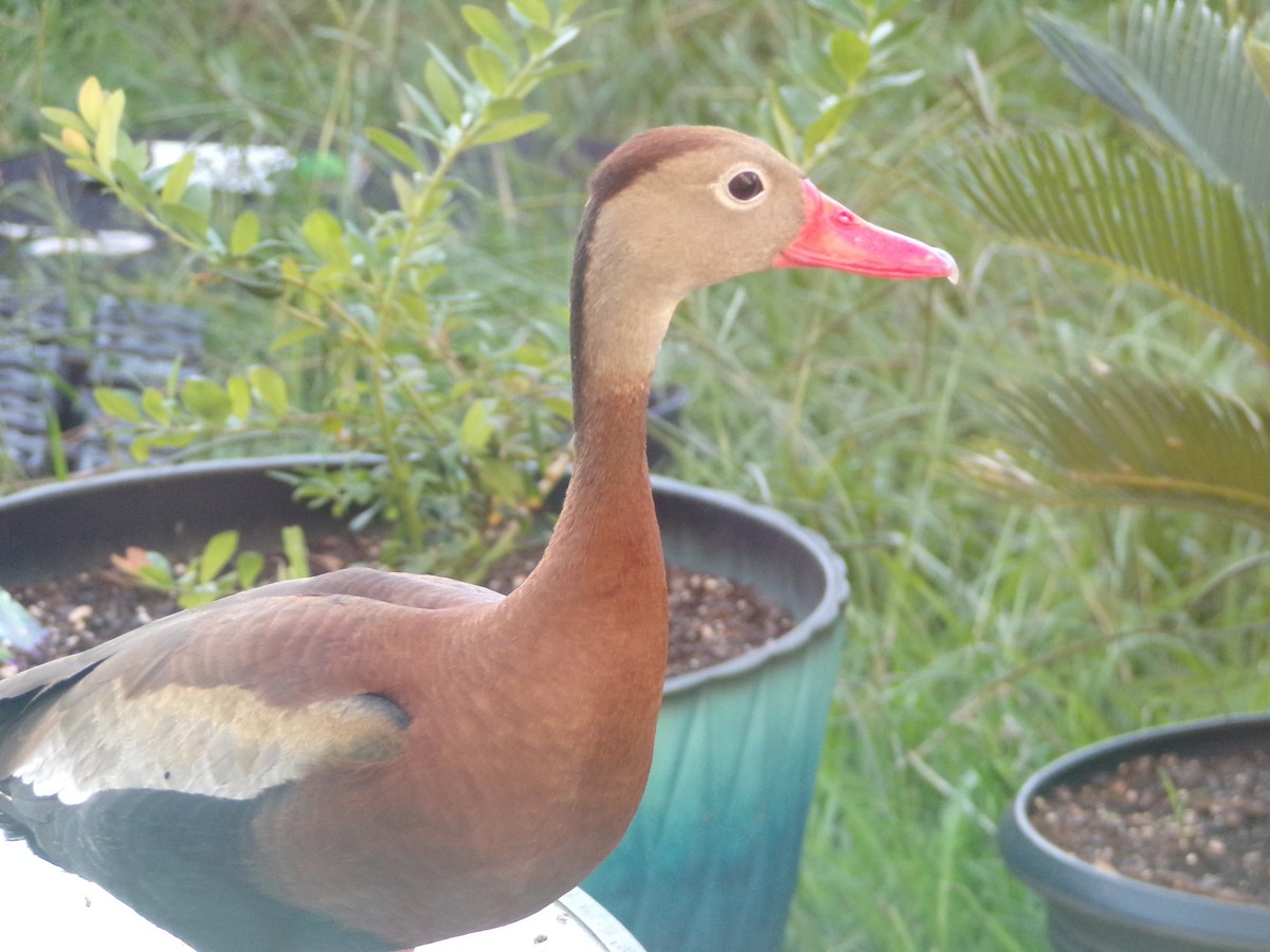 Black-bellied Whistling-Duck - ML620119912