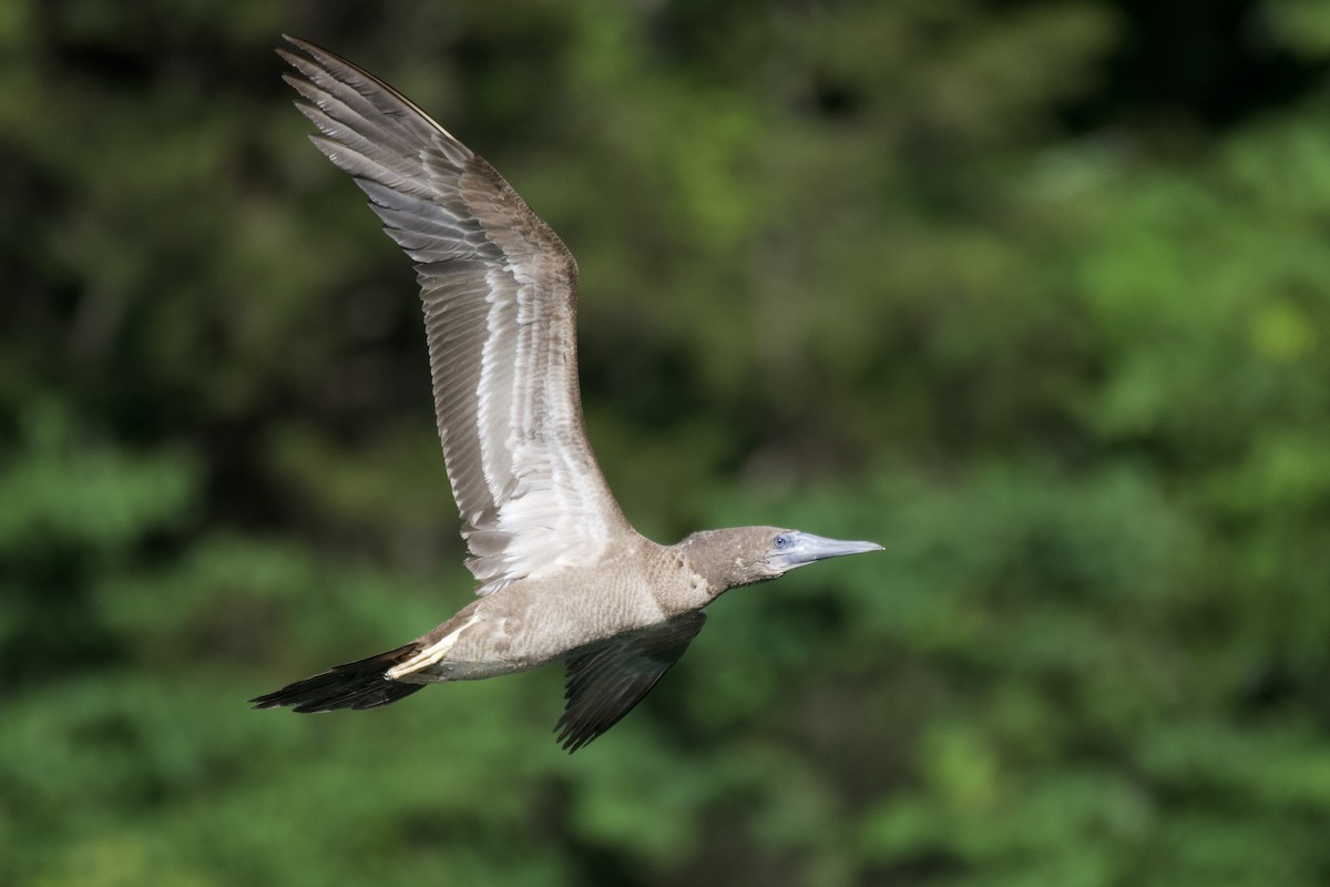 Brown Booby - ML620119913