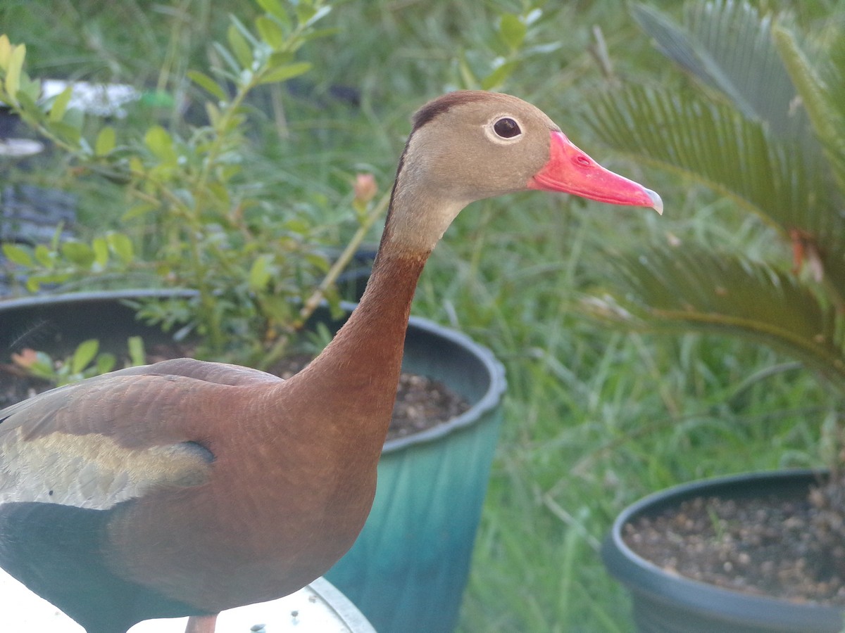 Black-bellied Whistling-Duck - ML620119914